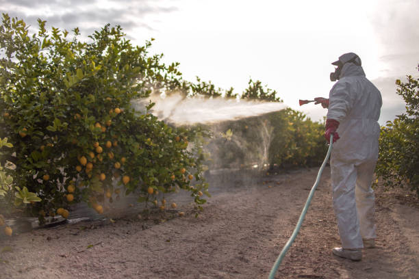 Best Pest Removal Services  in Sugar City, ID