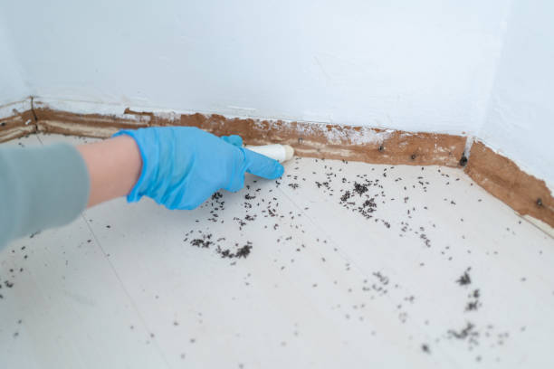 Best Pest Prevention Services  in Sugar City, ID